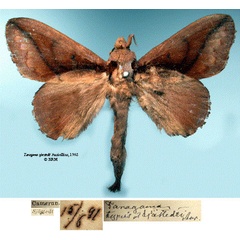 /filer/webapps/moths/media/images/S/sjostedti_Taragama_HT_SNHMa.jpg