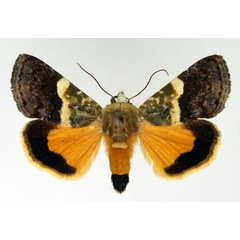 /filer/webapps/moths/media/images/X/xanthochromata_Acontia_AM_Aulombard.jpg