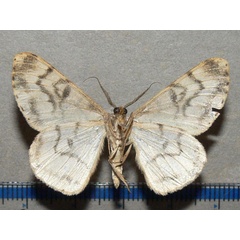 /filer/webapps/moths/media/images/C/contortilinea_Zeuctoboarmia_A_Goff_02.jpg