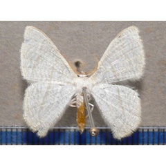 /filer/webapps/moths/media/images/L/lemairei_hyalinometra_A_Goff_01.JPG