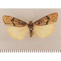/filer/webapps/moths/media/images/T/tephrinata_Pasteosia_PTF_TMSA.jpg