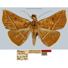 /filer/webapps/moths/media/images/C/clarilinea_Thermesia_HT_MNHN.jpg