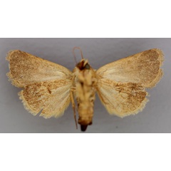 /filer/webapps/moths/media/images/S/sinistra_Athetis_HT_RMCA_04.jpg