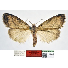 /filer/webapps/moths/media/images/T/tenuimorpha_Meganola_PT_NHMO_no1dxf1.jpg
