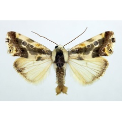 /filer/webapps/moths/media/images/N/nephele_Acontia_AM_Aulombard_01.jpg