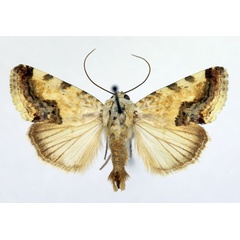 /filer/webapps/moths/media/images/Y/yemenensis_Acontia_AM_Aulombard_01.jpg