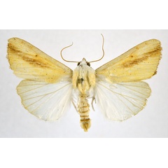 /filer/webapps/moths/media/images/D/dinarodes_Pardoxia_AM_NHMO.jpg