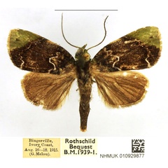 /filer/webapps/moths/media/images/A/albirivula_Maurilia_AM_NHMUK_CLMOyPK.jpg