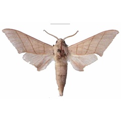 /filer/webapps/moths/media/images/M/molitor_Pseudoclanis_AM_EMEM_02a.jpg