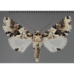 /filer/webapps/moths/media/images/M/melanoleuca_Leucotrachea_A_Fiebig.jpg
