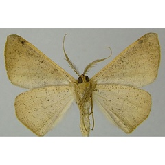 /filer/webapps/moths/media/images/S/scardamyctes_Psilocerea_AM_ZSMb.jpg