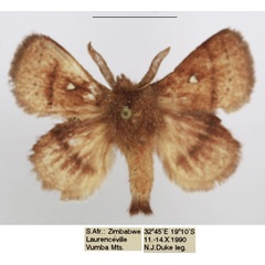 /filer/webapps/moths/media/images/R/reducta_Euwallengrenia_AM_TMSA_03.jpg