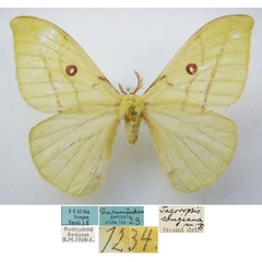 /filer/webapps/moths/media/images/S/songeana_Tagoropsis_STM_NHMUKa.jpg