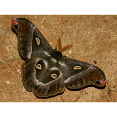 /filer/webapps/moths/media/images/O/oberprieleri_Epiphora_A_Wursten_01.jpg