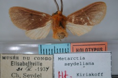 Metarctia seydeliana