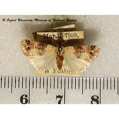 /filer/webapps/moths/media/images/P/pictimargo_Dysacontia_A_OUMNH.jpg