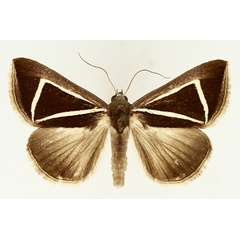 /filer/webapps/moths/media/images/D/delta_Chalciope_AM_TMSA_02.jpg