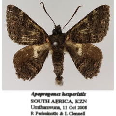 /filer/webapps/moths/media/images/H/hesperistis_Apoprogones_AM_TMSA_02.jpg