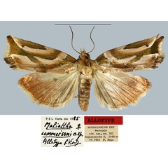 /filer/webapps/moths/media/images/C/commersoni_Maliattha_AT_MNHN.jpg