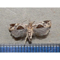 /filer/webapps/moths/media/images/H/hibisci_Helcystogramma_A_Goff_01.jpg