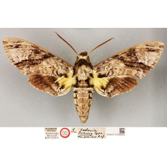 /filer/webapps/moths/media/images/B/brevis_Coelonia_HT_BMNH.jpg