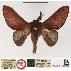 /filer/webapps/moths/media/images/C/canescens_Pseudometa_HT_NHMUK.jpg
