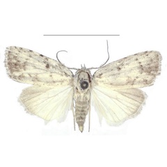 /filer/webapps/moths/media/images/I/inscripta_Ezishnola_PTM_ANHRT.jpg