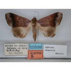 /filer/webapps/moths/media/images/M/mimetica_Ophiusa_AT_RMCA_01.jpg