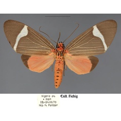 /filer/webapps/moths/media/images/H/hersilia_Caryatis_AF_Fiebig.jpg