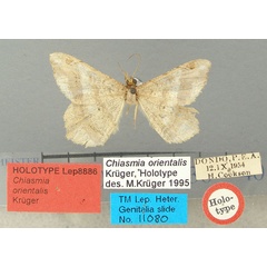 /filer/webapps/moths/media/images/O/orientalis_Chiasmia_HT_TMSA.jpg