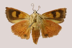 Hyblaea paulianii