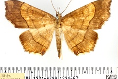 Gracilodes antinysa