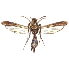 /filer/webapps/moths/media/images/M/murzini_Similipepsis_HT_COGMb.jpg