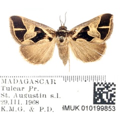 /filer/webapps/moths/media/images/I/inscripta_Parafodina_AF_BMNH_01.jpg