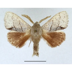 /filer/webapps/moths/media/images/N/nivea_Chionoptera_AM_Basquin_01.jpg