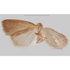 /filer/webapps/moths/media/images/F/fuscifrontia_Sesamia_HT_NHMUKb.jpg