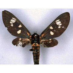 /filer/webapps/moths/media/images/B/belga_Balacra_HT_RBINS_01.jpg