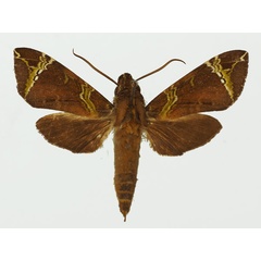 /filer/webapps/moths/media/images/A/achlora_Antinephele_AM_Basquin_01.jpg