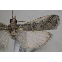 /filer/webapps/moths/media/images/A/arida_Pempelia_AF_Monks_01.jpg