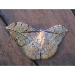 /filer/webapps/moths/media/images/A/arenivaga_Pselaphelia_A_Guyonnet.jpg