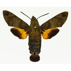 /filer/webapps/moths/media/images/A/aesalon_Macroglossum_AM_Basquin_01a.jpg