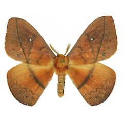 /filer/webapps/moths/media/images/V/vulpina_Maltagorea_AM_Basquin_02.jpg