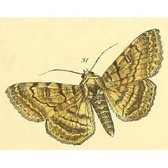 /filer/webapps/moths/media/images/M/mastrucata_Polydesma_Felder_119_31.jpg