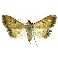 /filer/webapps/moths/media/images/N/nigerstigmalis_Parathrausta_PTF_ABSRC.jpg