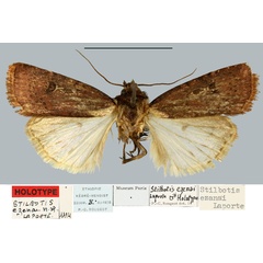 /filer/webapps/moths/media/images/E/ezanai_Stilbotis_HT_MNHN.jpg