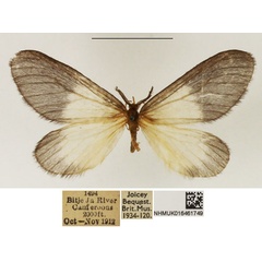 /filer/webapps/moths/media/images/P/pygmaea_Staphylinochrous_AM_NHMUK_03.jpg