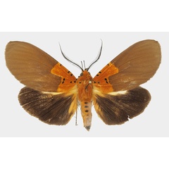 /filer/webapps/moths/media/images/B/borbonica_Asota_AM_Basquina.jpg