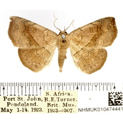 /filer/webapps/moths/media/images/A/arida_Pleuronodes_AM_BMNH_01.jpg