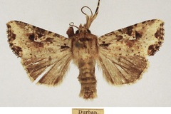 Mythimna natalensis