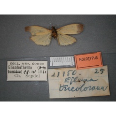 /filer/webapps/moths/media/images/T/tricolorana_Eilema_HT_RMCA_02.jpg